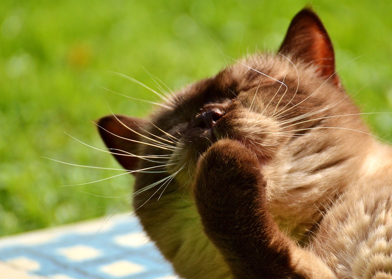 探索全新猫咪世界，小猫咪最新版揭秘！