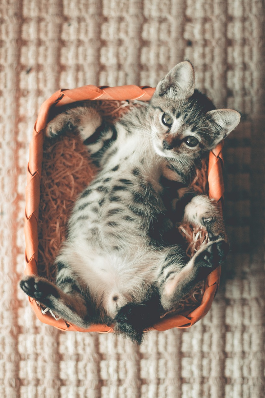 丫丫大熊猫最新视频，自然之美的精彩瞬间