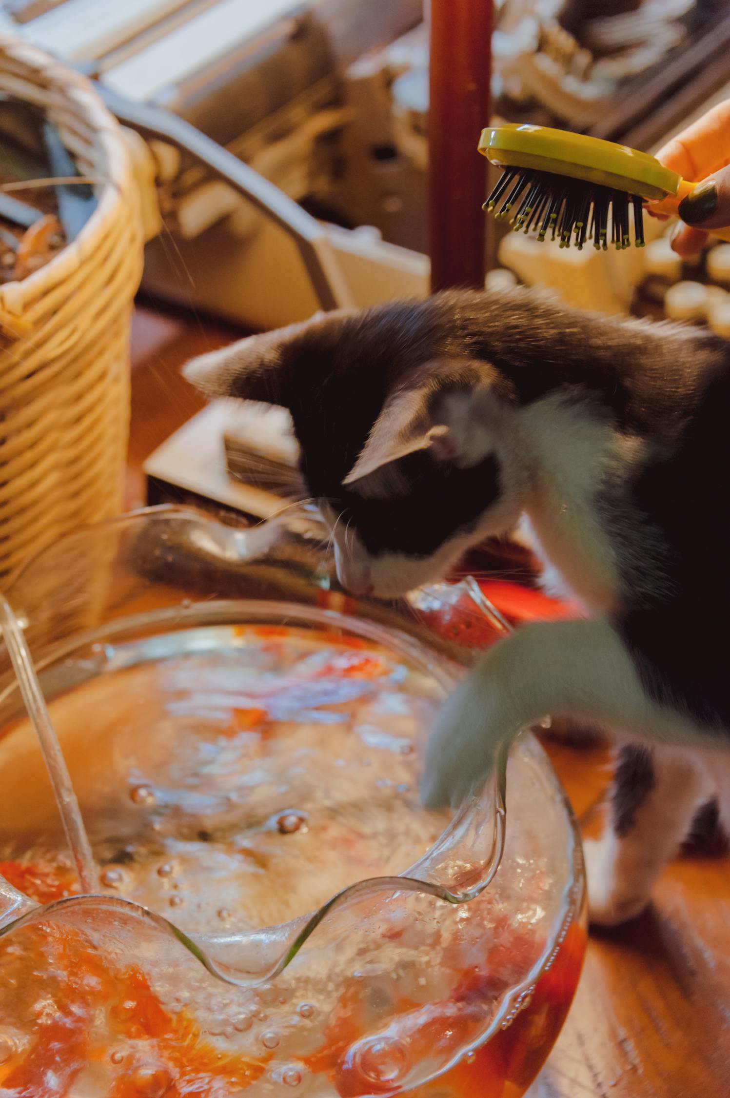猫咪官方最新版在线，探索虚拟互动猫咪世界的新体验
