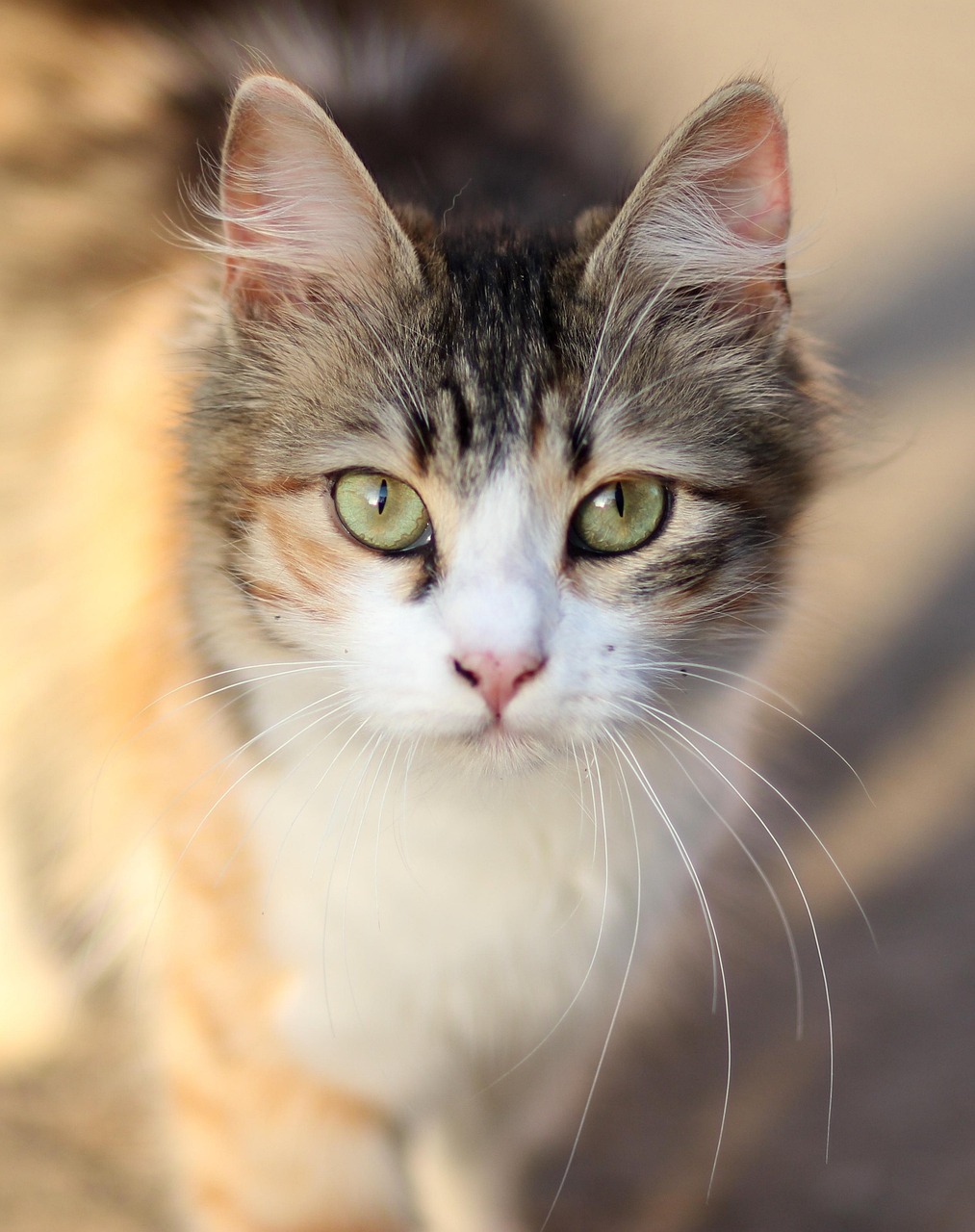 猫和老鼠最新版本，开启游戏新篇章