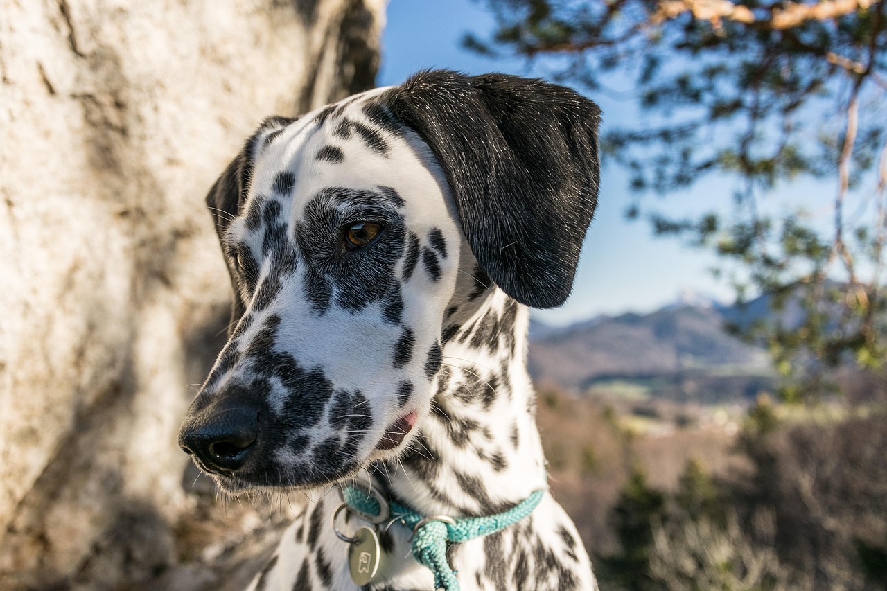 风犬少年的天空最新下载开启青春冒险之旅！