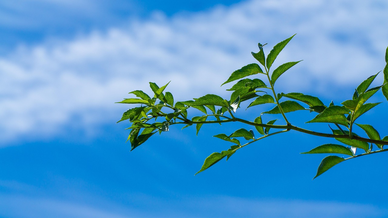 疫情最新消息获取指南，在哪里获取最新疫情动态？