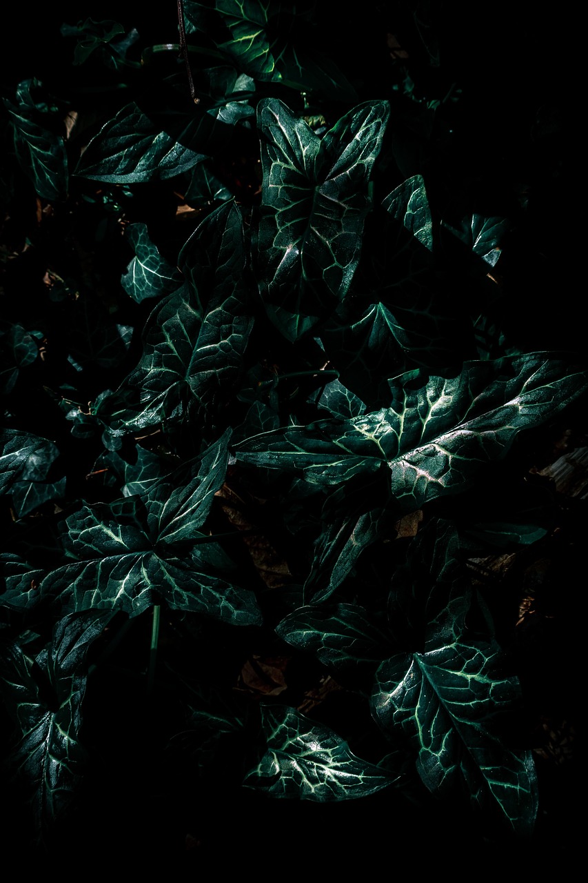 修仙玄幻动漫，奇幻世界的探索之旅