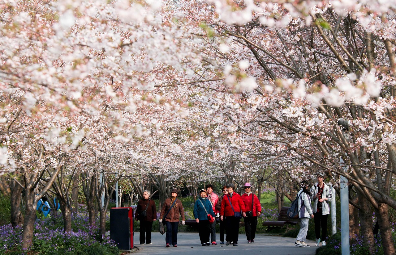 青梅上市季节，探秘鲜美之旅，品味季节之韵