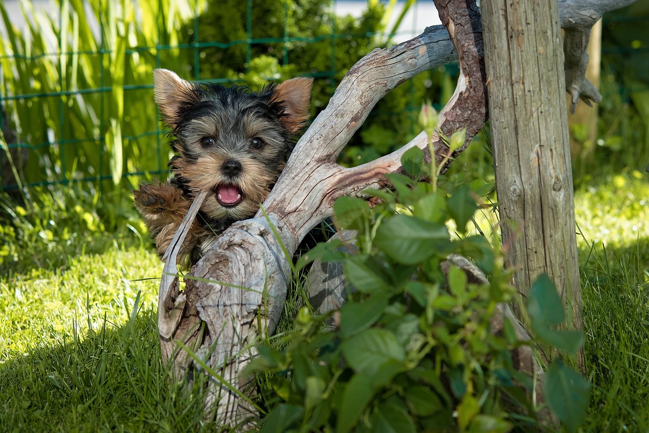 最新犬种探索，揭秘犬界新星