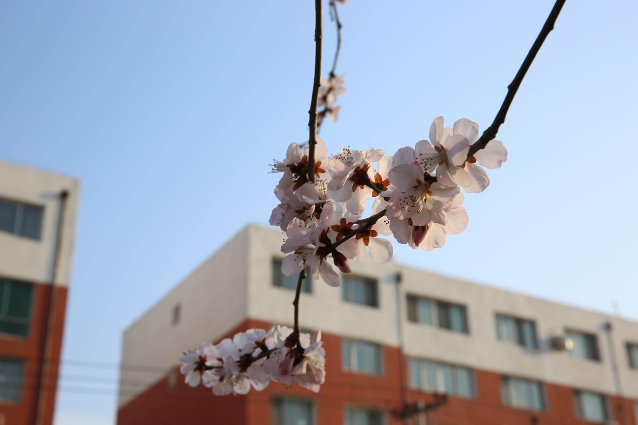 三月樱花下的动漫设计专业培训学校启航之旅