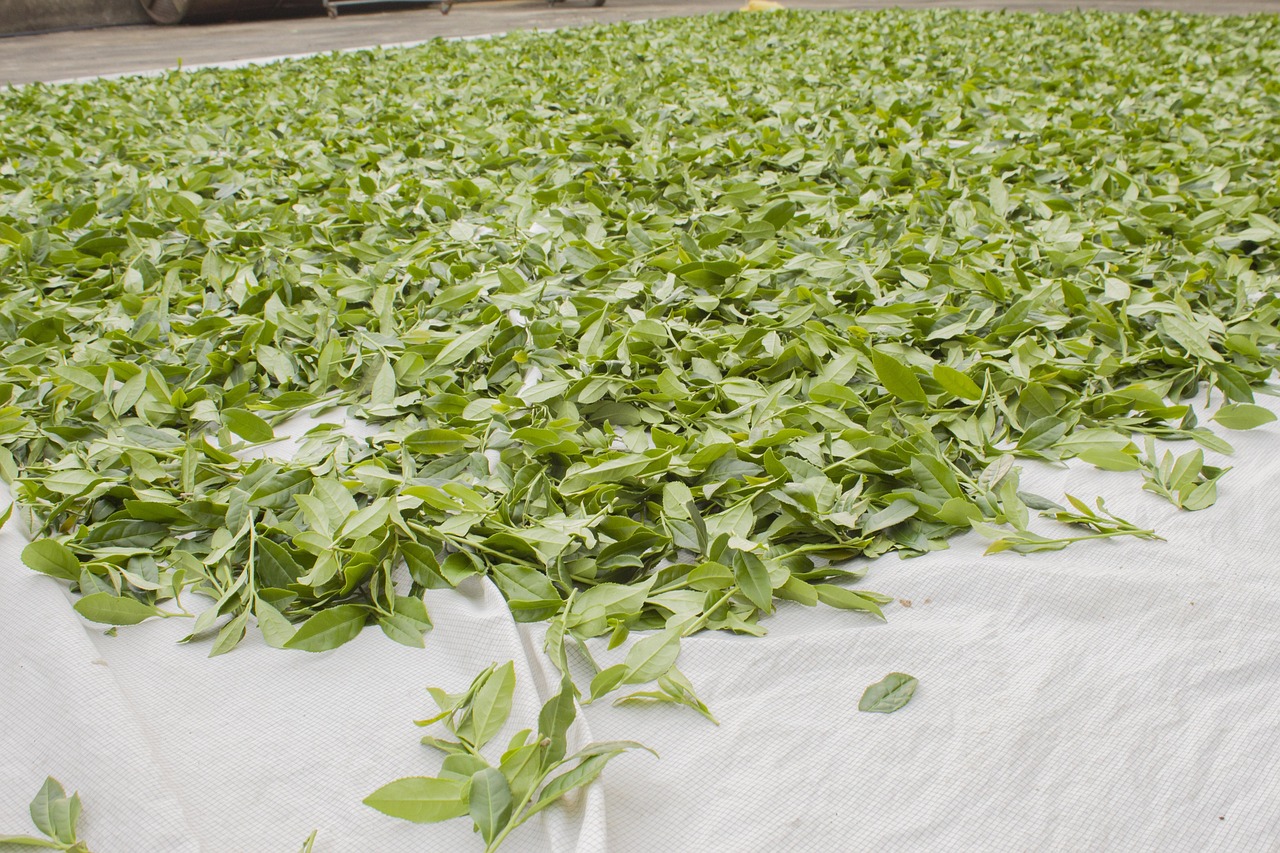 四月茶叶市场深度解析，最新价格动态与行业分析